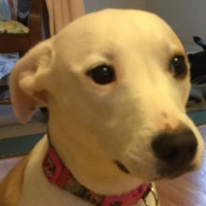 Meet your Posher, Reese